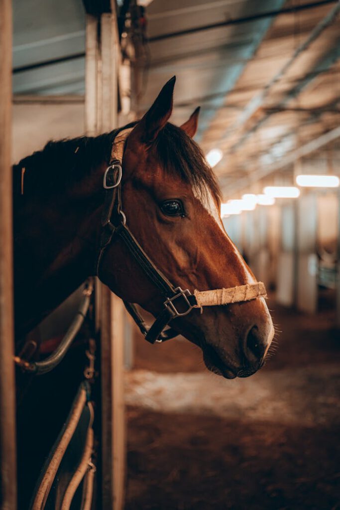 Beautiful Horse in Stable